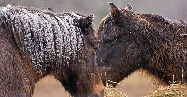 A Horse Lover's Dream: Sable Island's Feral Horses