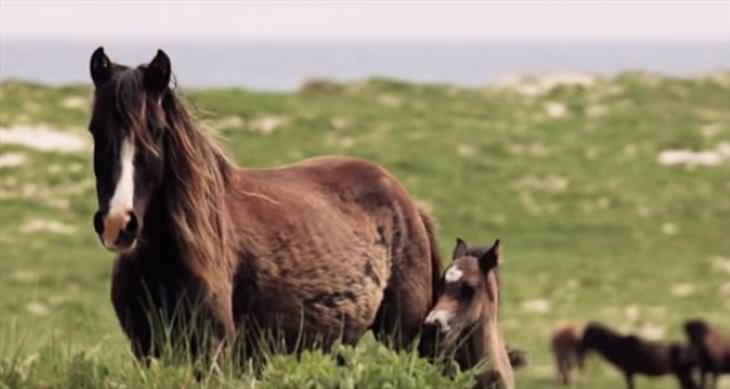 A Horse Lover's Dream: Sable Island's Feral Horses