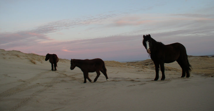 A Horse Lover's Dream: Sable Island's Feral Horses