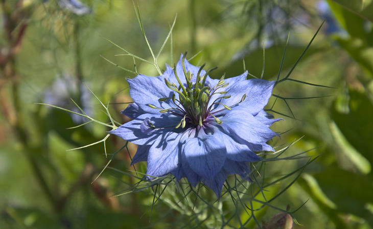 cumin flower