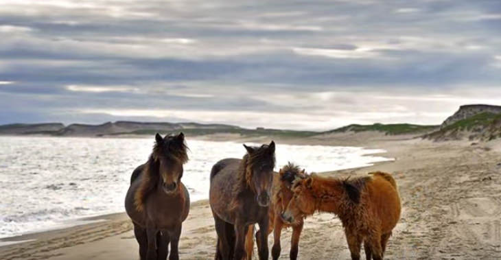 A Horse Lover's Dream: Sable Island's Feral Horses