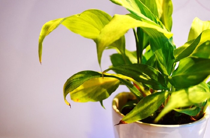 What Your Plant Is Trying To Tell You