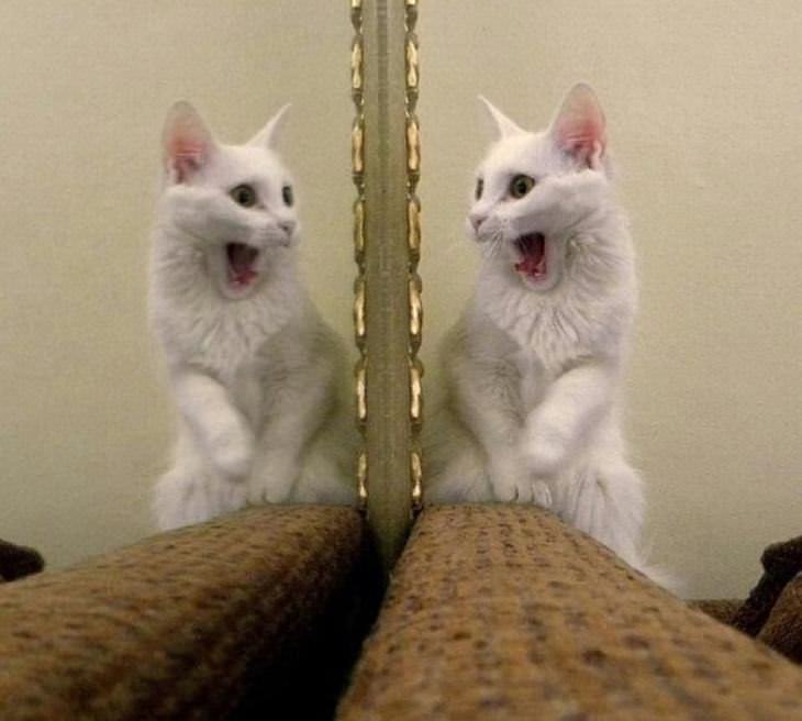 cats, funny, personality