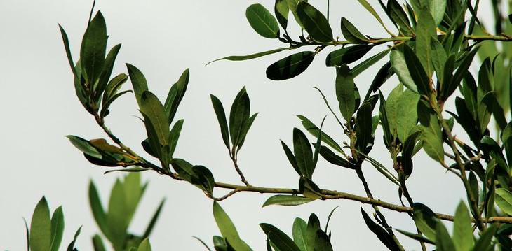 bay leaves, laurel