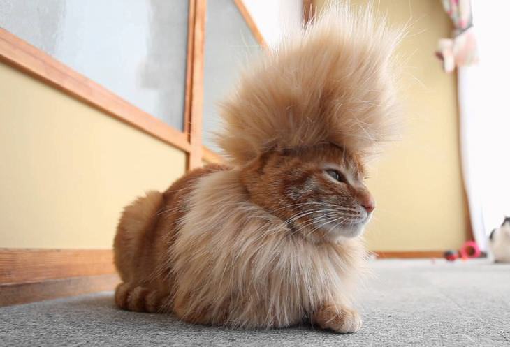 Cute! Even Animals Can Have Bad Hair Days...