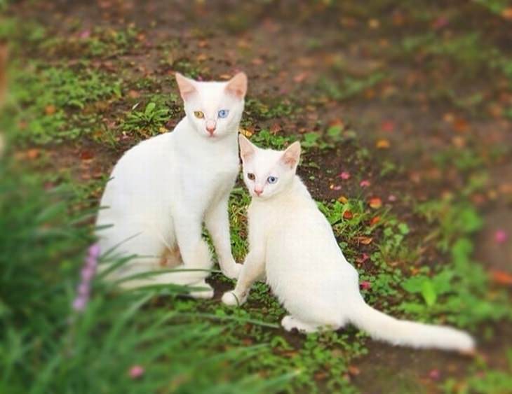cats-kittens
