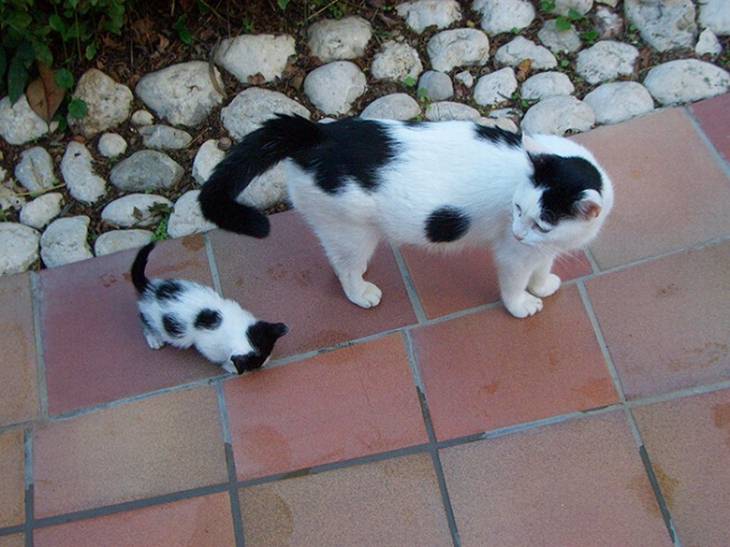 cats-kittens
