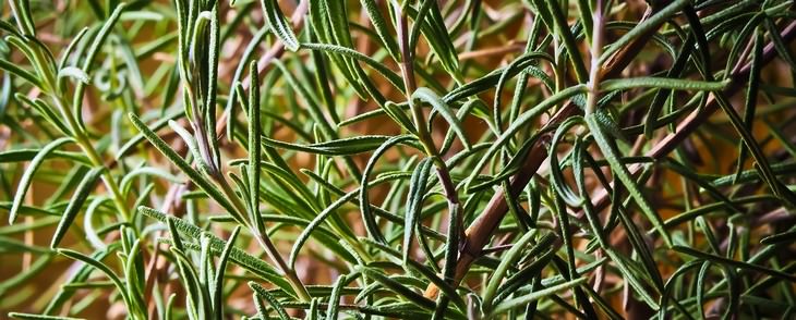 rosemary, hair loss, hair problems