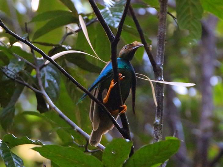 birds-of-paradise