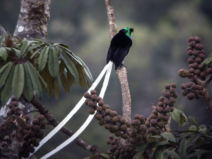 birds-of-paradise