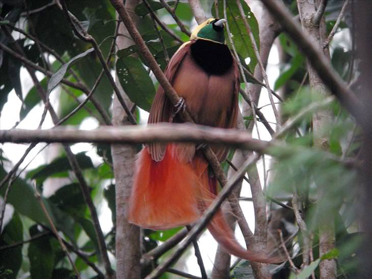 birds-of-paradise