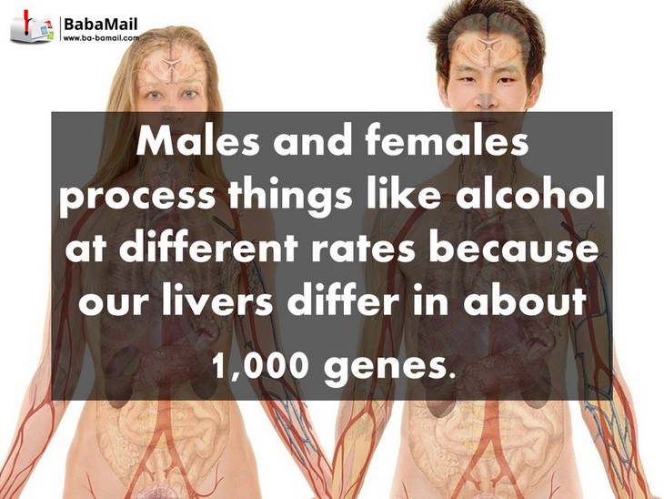 males, females, biology, facts