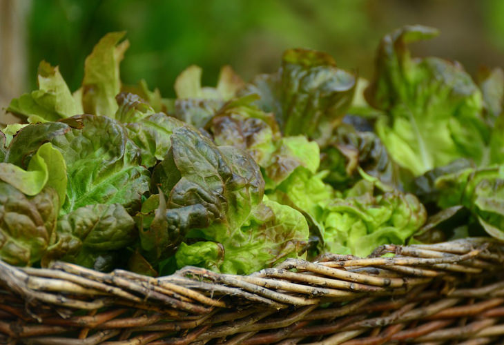 lettuce-health-benefits