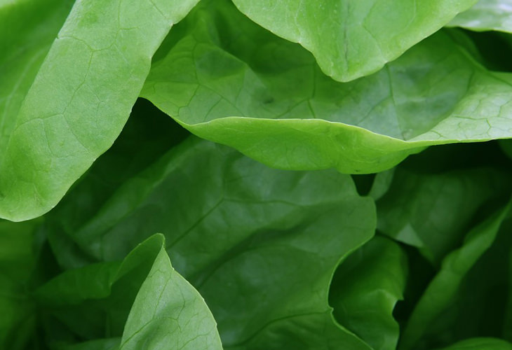 lettuce-health-benefits