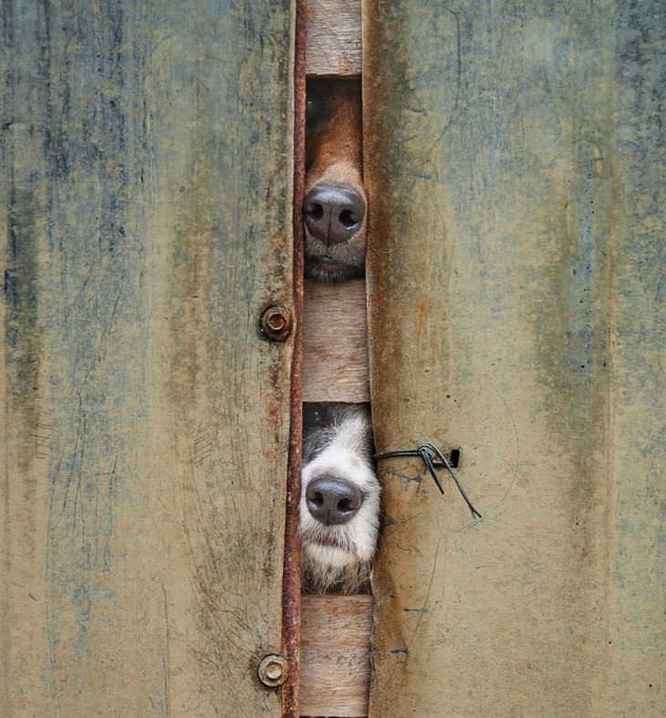 dogs, cute, fences