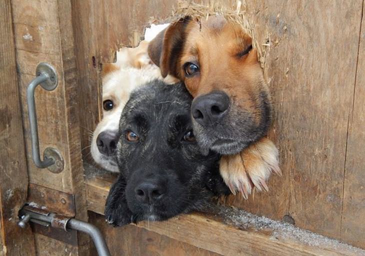 dogs, cute, fences