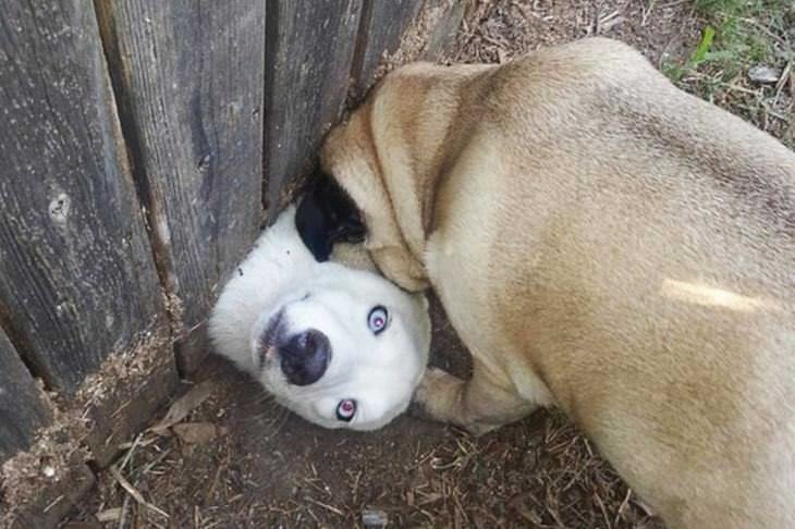 dogs, cute, fences