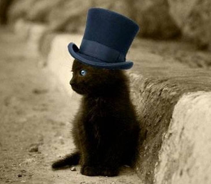 kittens, dressed up, cute