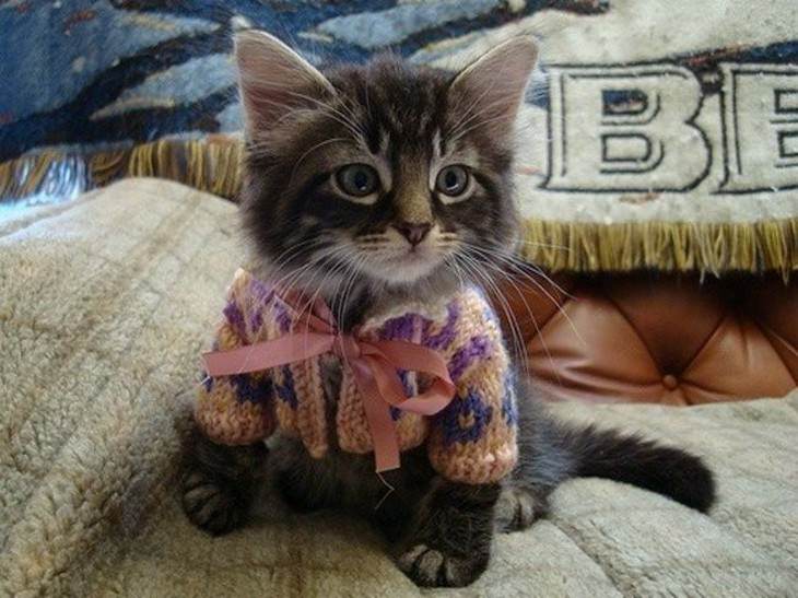 kittens, dressed up, cute