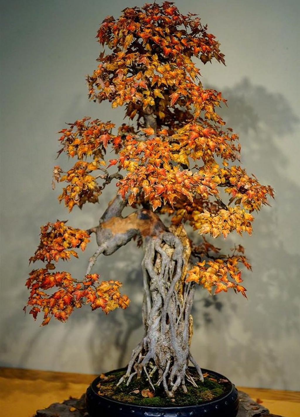 20 Brilliant Bonsai Trees You Have To See