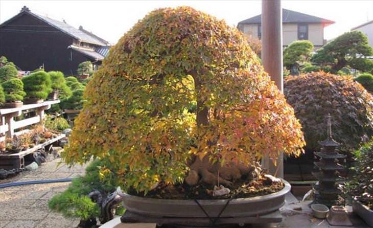 bonsai, trees, Japan, Nature
