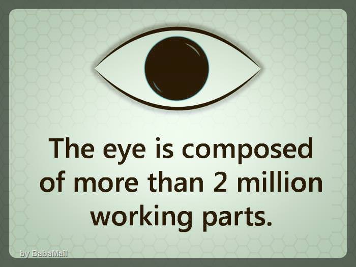 eye-facts