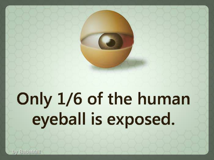eye-facts