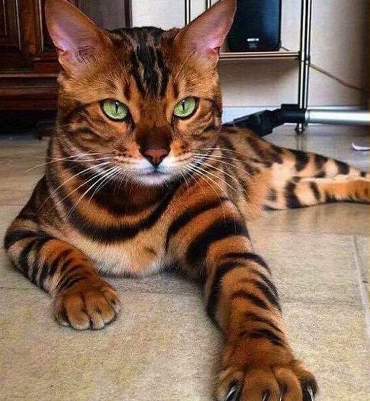 Purrricey! 19 Pussy Cats That Cost a Pretty Penny