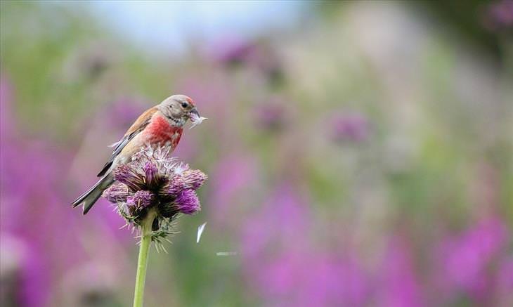 nature, photography, competition