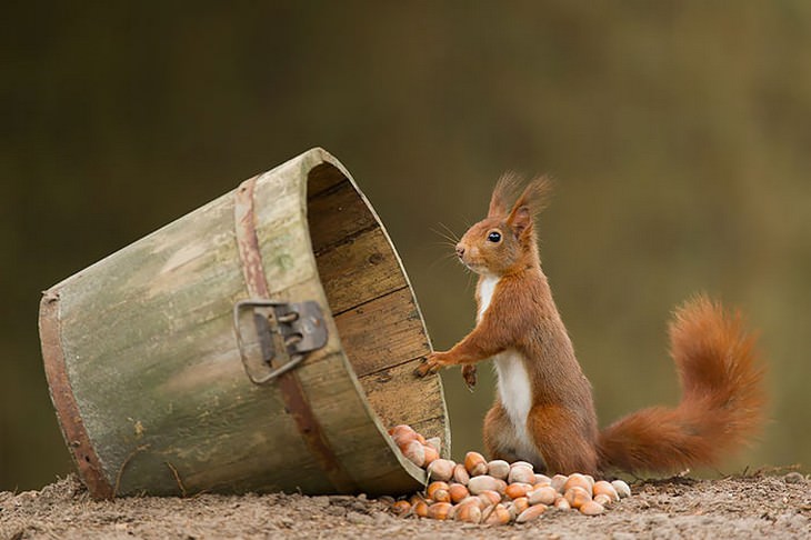 cute, squirrels