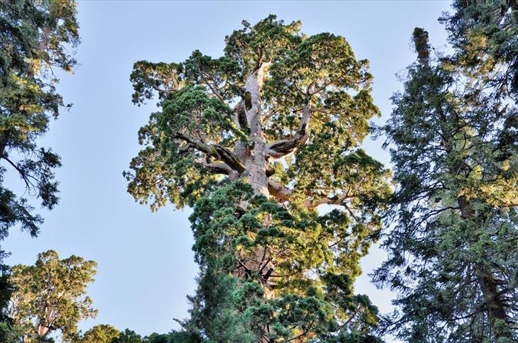 Sequoia tree