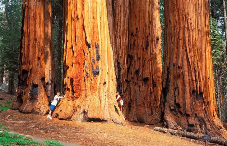 Sequoia tree