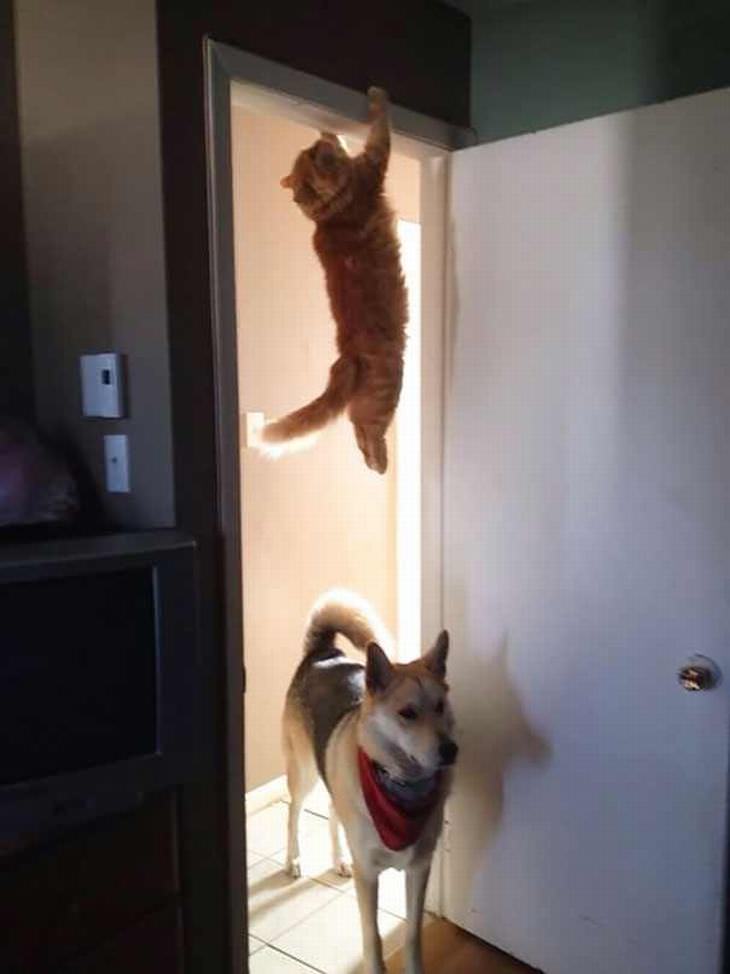 cat ninjas