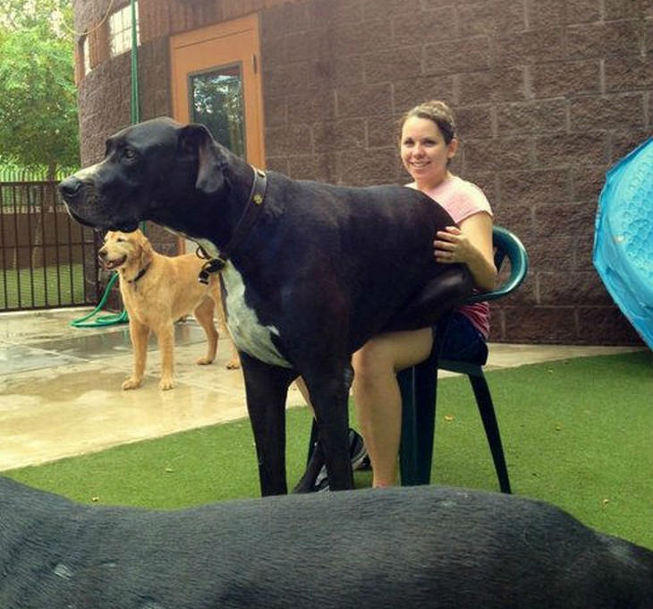 big-dogs