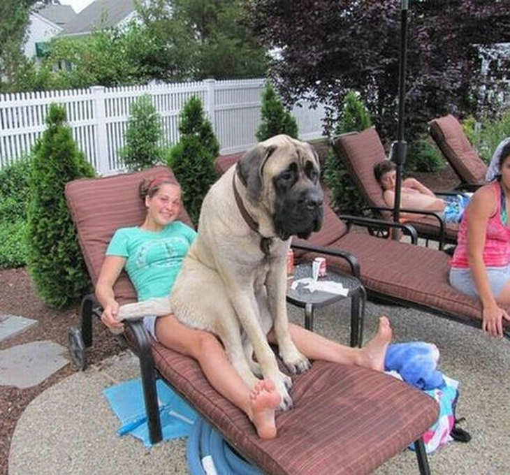 big-dogs