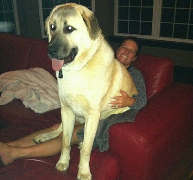 big-dogs