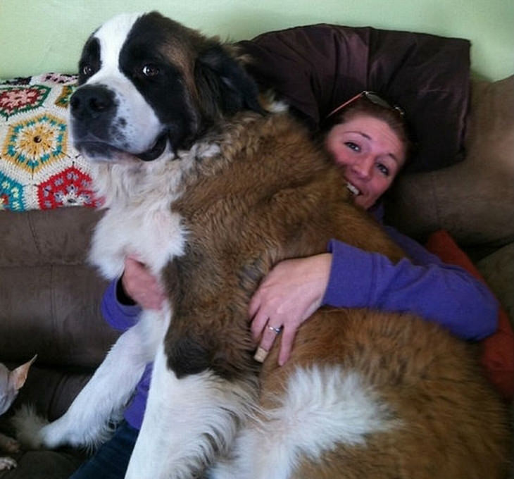 big-dogs