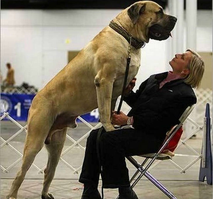 big-dogs