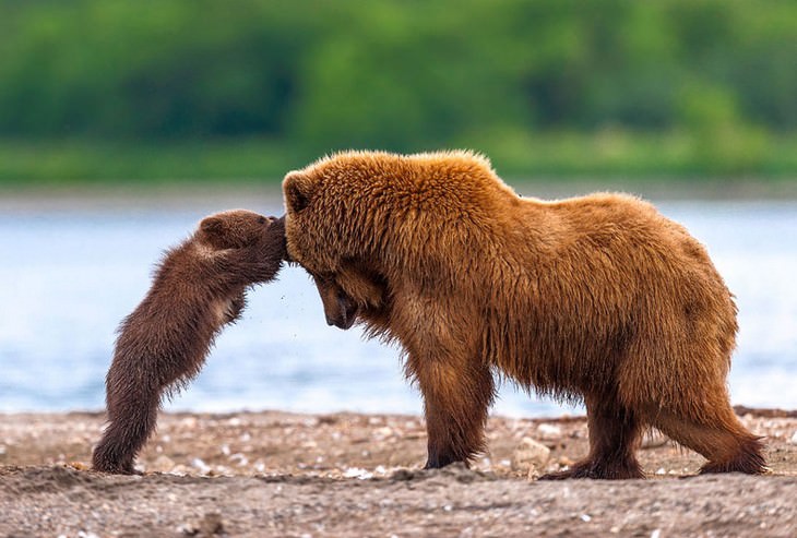 bears, cubs