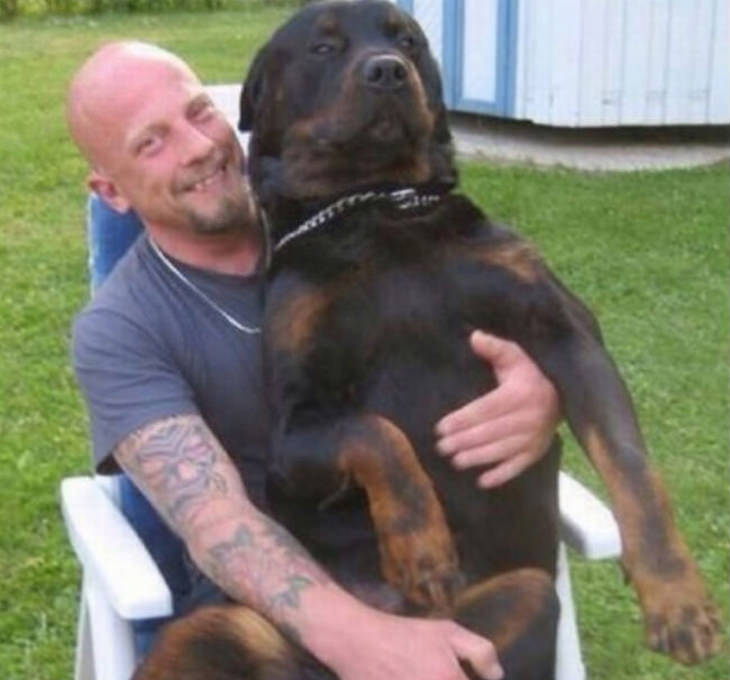 big-dogs