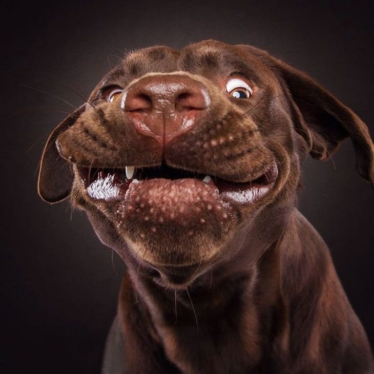 dogs, faces, funny