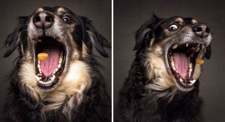 dogs, faces, funny