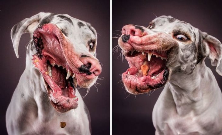 dogs, faces, funny