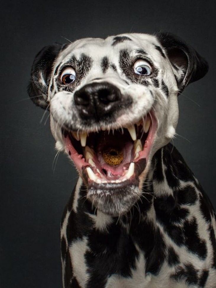 dogs, faces, funny