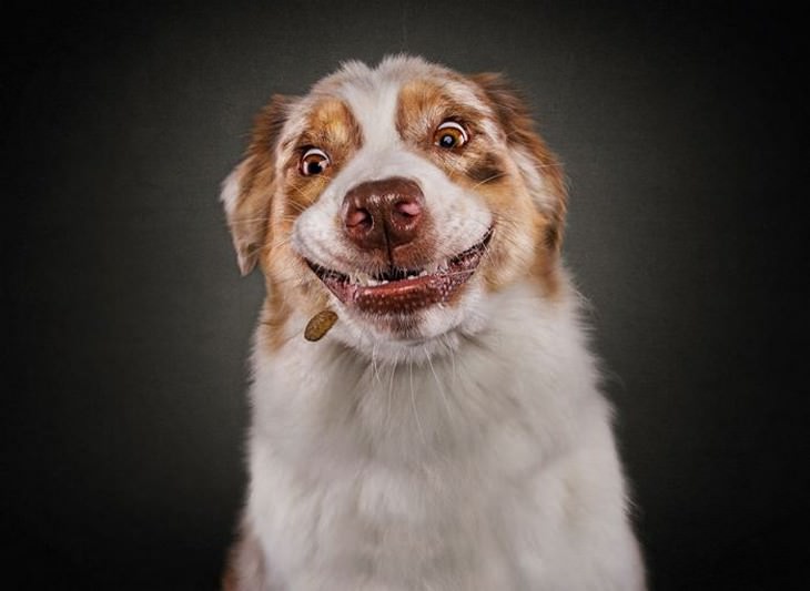 dogs, faces, funny