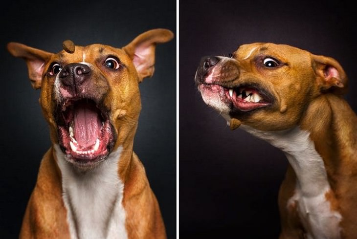 Funny! These 23 Gurning Dogs Are Quite a Picture!