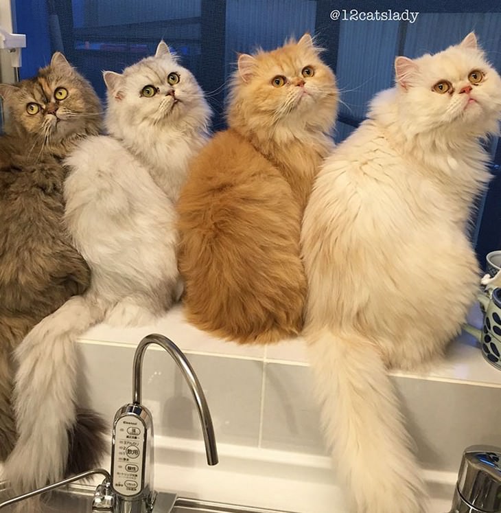 cats, Persian