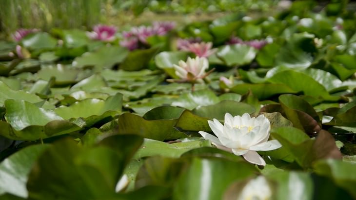 toxic plants for pets