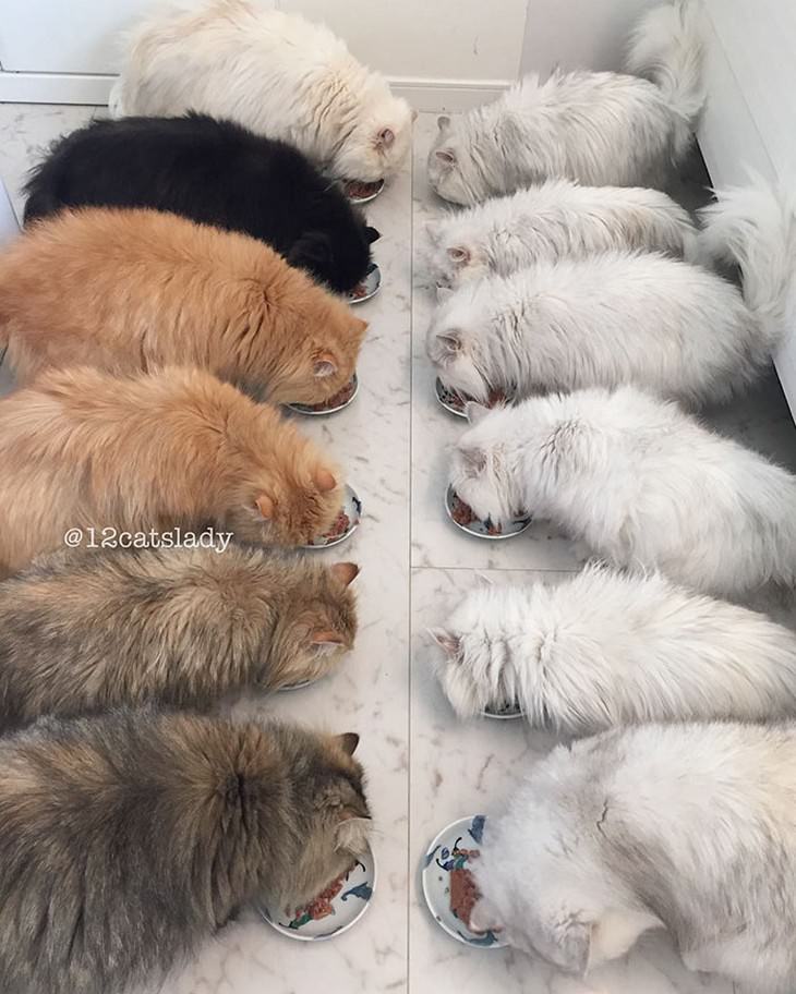 cats, Persian