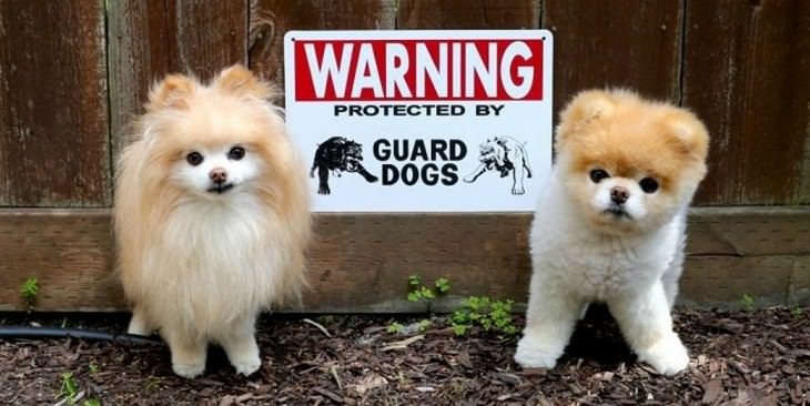 cute dogs, guard dogs